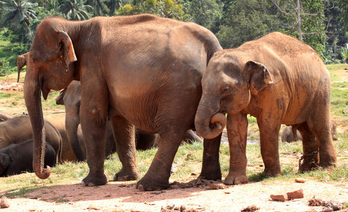 Elephant in a farm