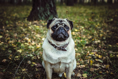 Portrait of dog sitting on land