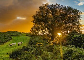 Cows grazing on landscape against sky during sunset