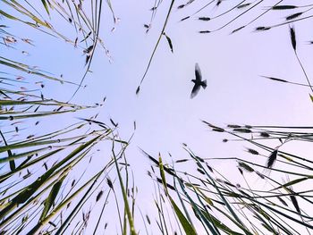 Low angle view of birds flying against sky
