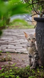 Portrait of cat on plant