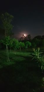 Trees on field against sky at night