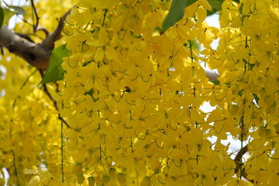 Low angle view of yellow flowering plant