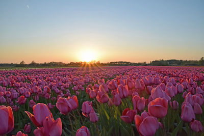 Scenic view of purple tulips on field against sky during sunset