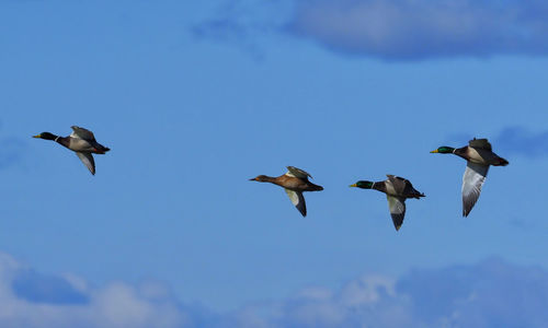 Low angle view of birds flying in sky