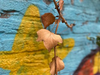 Close-up of dry leaves on yellow wall