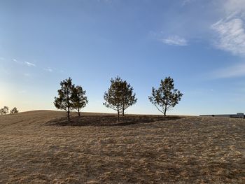 Trees on field against sky