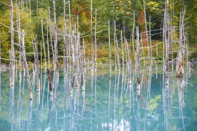 Scenic view of lake in forest