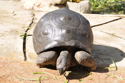 Close-up of a turtle on field