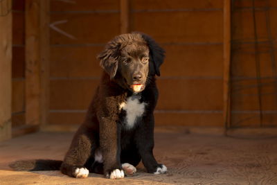 Adorable 12-week old black and white labernese puppy sitting in the sun in a wooden garden shed 