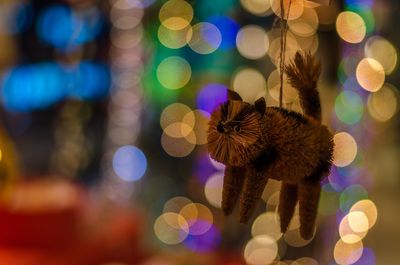 Close-up of butterfly