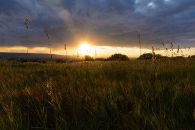 Scenic view of field against sky during sunset