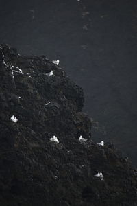 Low angle view of bird on rock formation