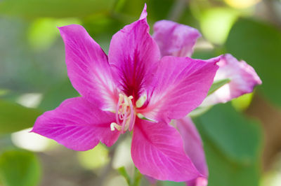 Close-up of pink flower