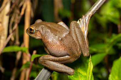 Close-up of frog on plant