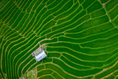 Asian rice field terrace on mountain side in pabongpiang village, chiang mai province,thailand