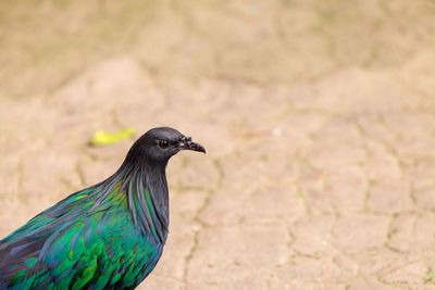 Close-up of bird