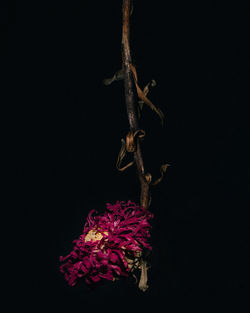 Close-up of wilted plant against black background