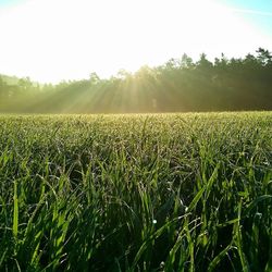 Scenic view of grassy field against sky during sunset
