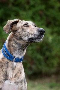 Close-up of dog looking away