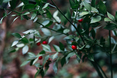 Close-up of berries on tree