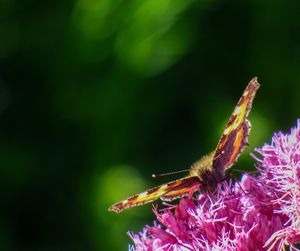 Close-up of butterfly pollinating on purple flower