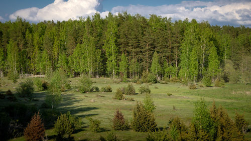 Scenic view of trees in forest against sky