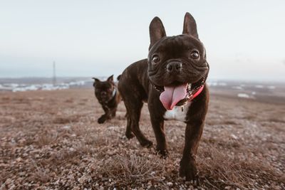 Portrait of black dog sticking out tongue while walking on field