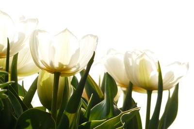 Close-up of tulips against white background