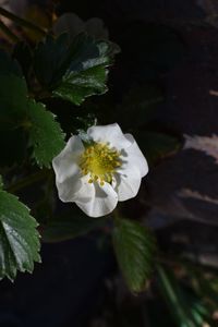 Close-up of white flowering plant