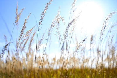 Close-up of stalks in field against clear sky