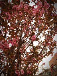 Low angle view of pink flower tree