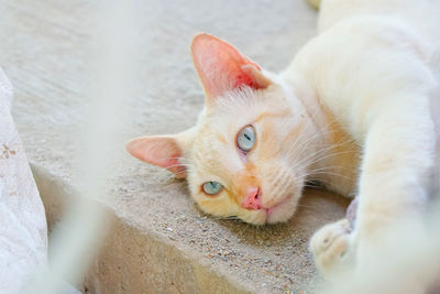 Portrait of a cat