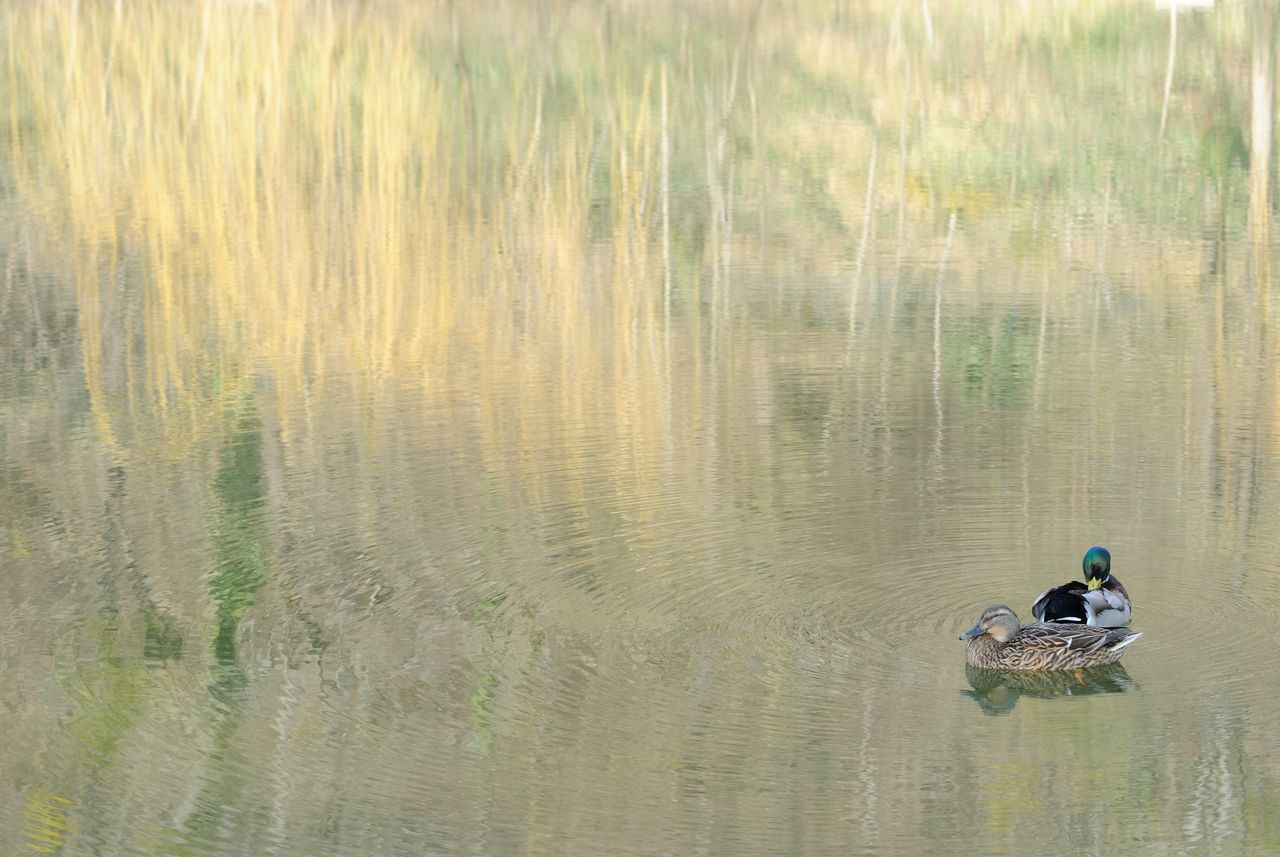 Canard flou