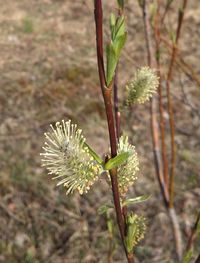 Close-up of plant