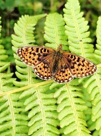 Close-up of butterfly on flower