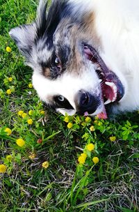 Portrait of dog on grassy field