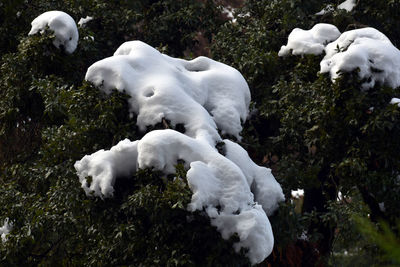 White sheep on a land