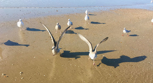 High angle view of seagulls on beach