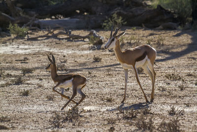 View of deer in desert