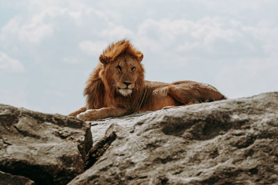 Cat relaxing on rock against sky