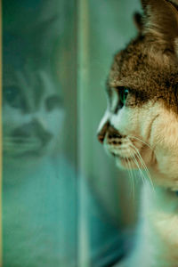 Close-up of a cat looking away