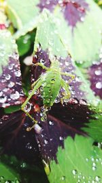 Close-up of leaf on plant