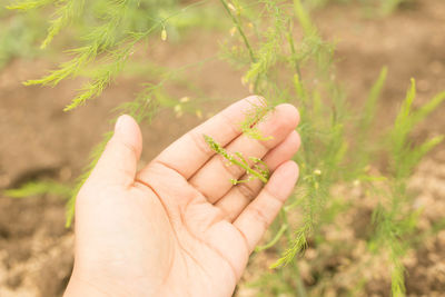 Close-up of hand holding small plant