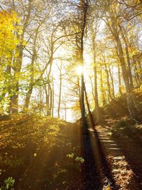 Sun shining through trees
