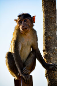 Portrait of monkey sitting on tree trunk