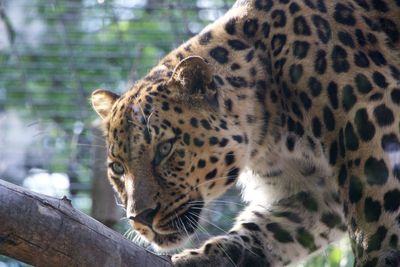 Low angle view of jaguar