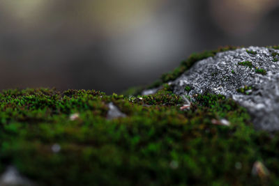 Close-up of lichen on moss