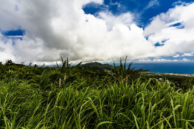 Plants growing on field by sea against sky