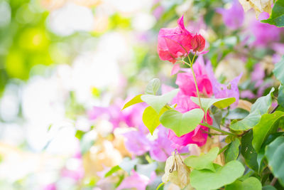 Close-up of pink flowering plant